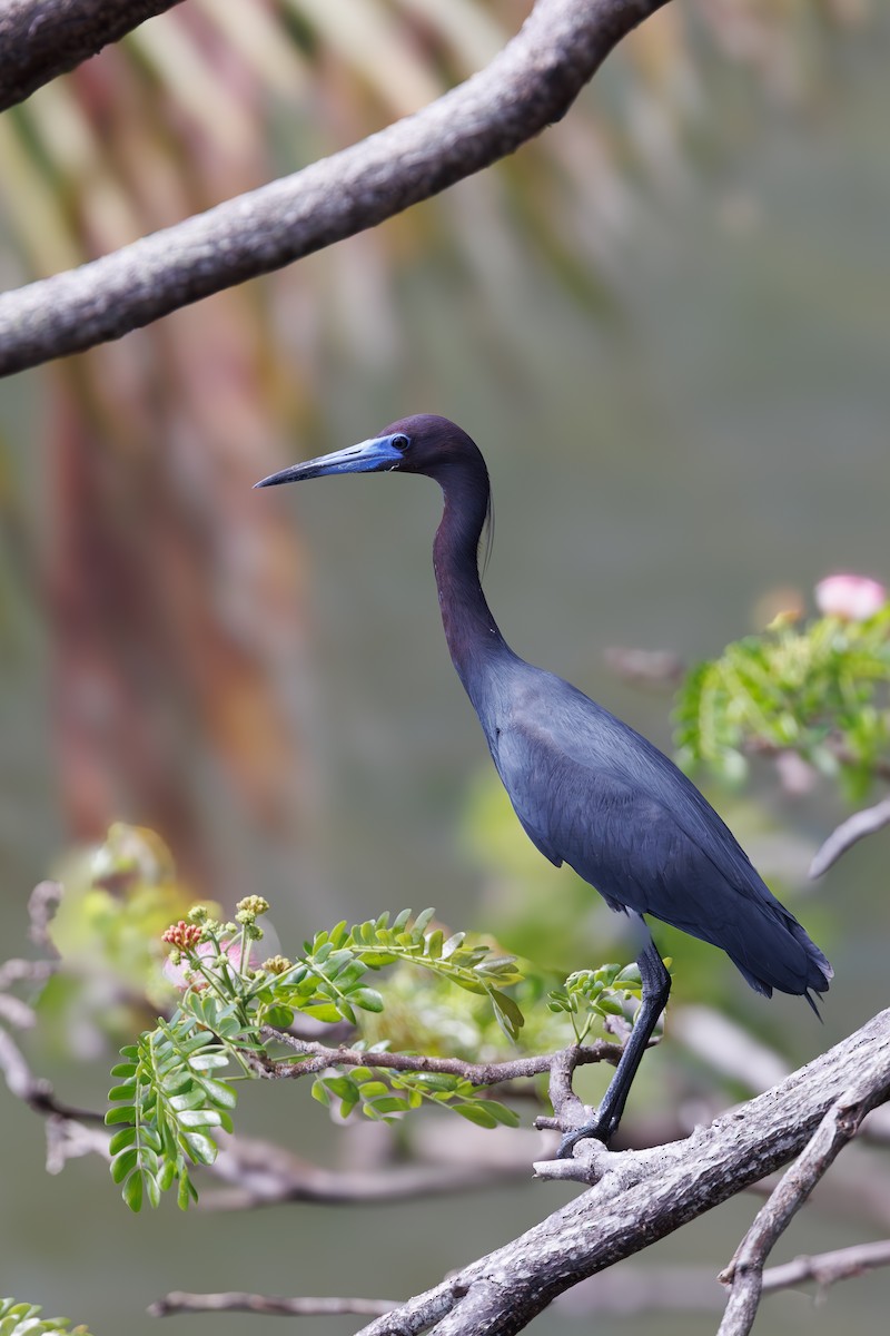 Little Blue Heron - Niraj  Jobanputra