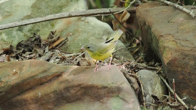 Mourning Warbler - ML623268500