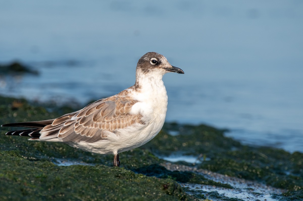 Franklin's Gull - ML623268503