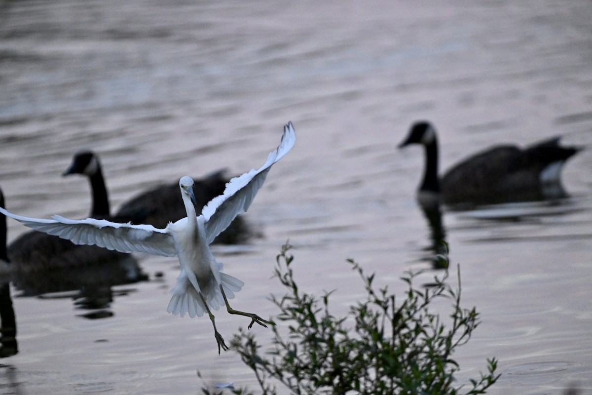 Little Blue Heron - Walter Calhoun