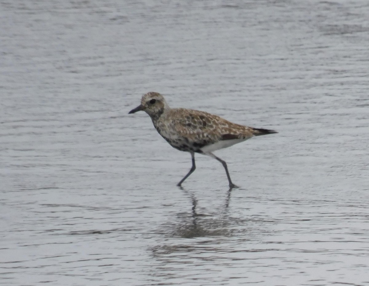 Black-bellied Plover - ML623268542