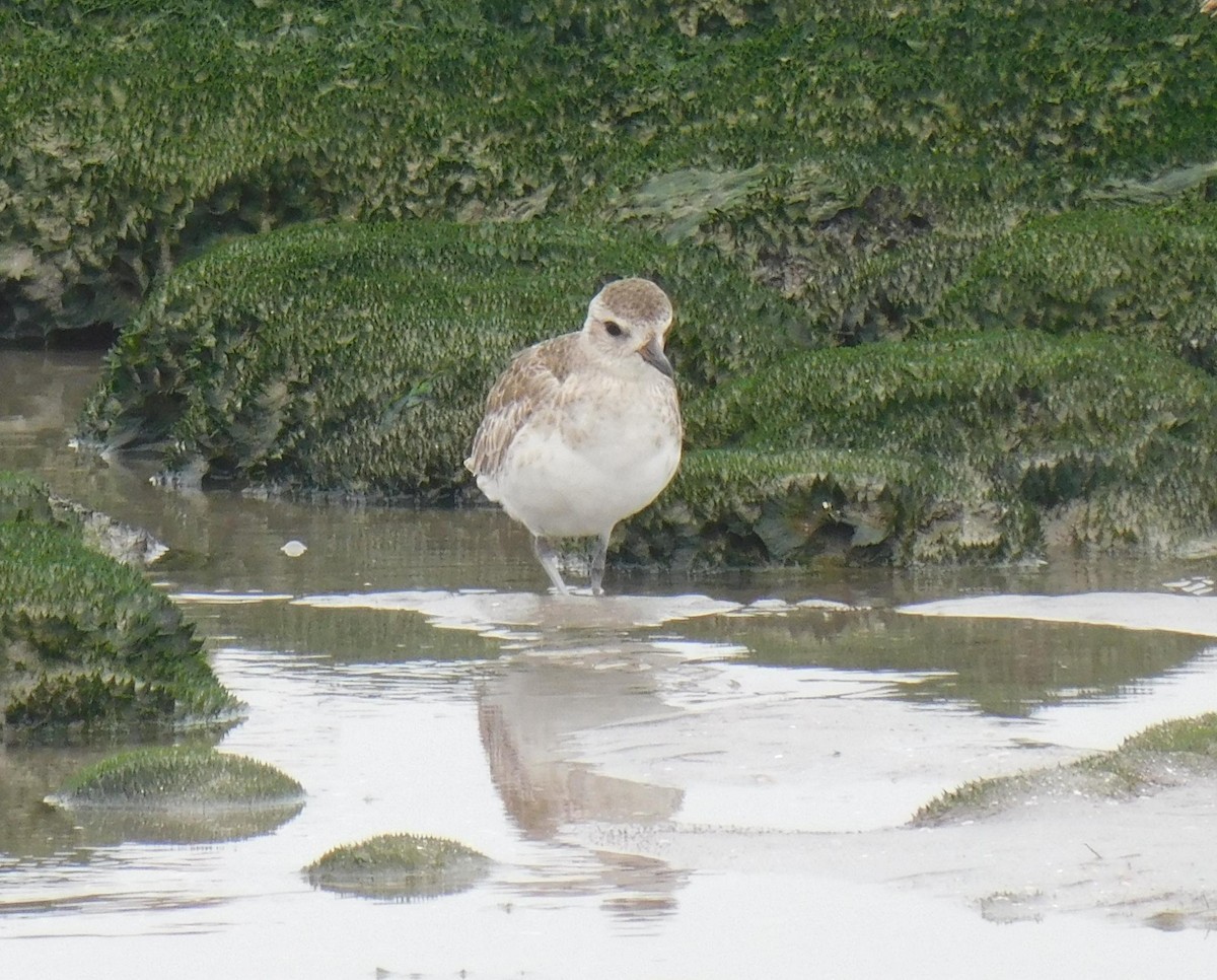 Black-bellied Plover - ML623268552