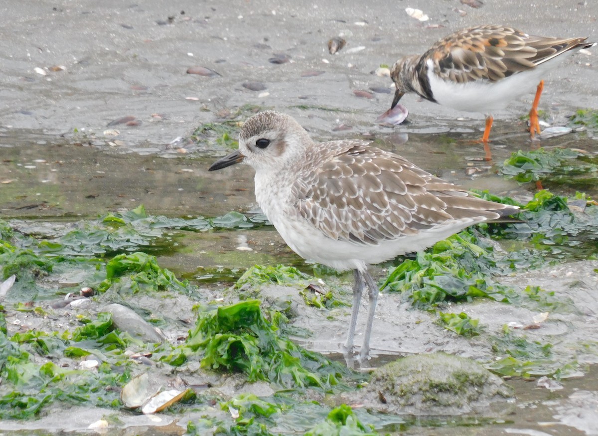 Black-bellied Plover - ML623268576