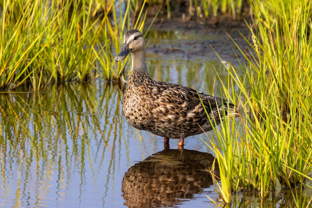 Mallard - ML623268580