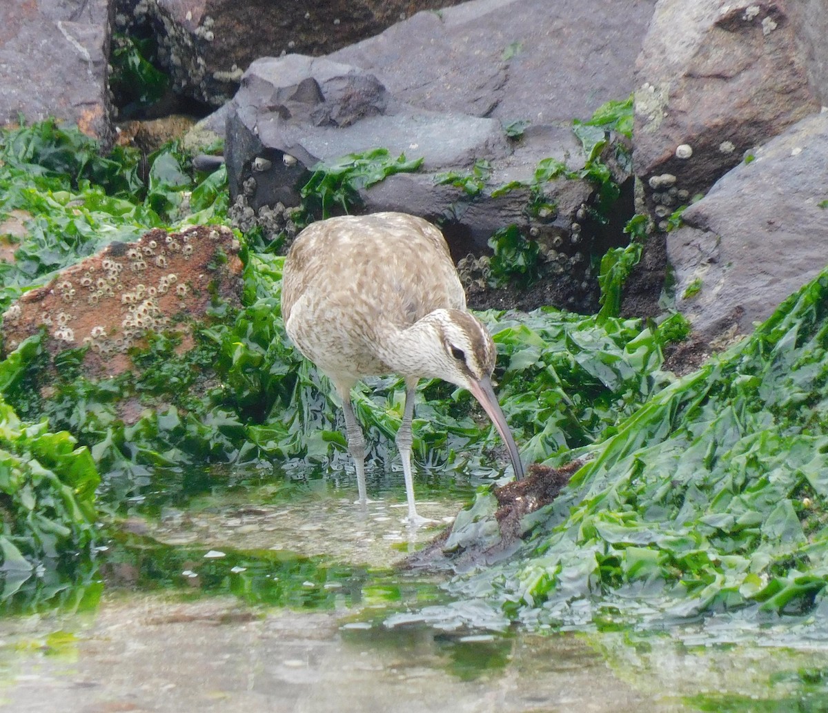 Whimbrel - ML623268585