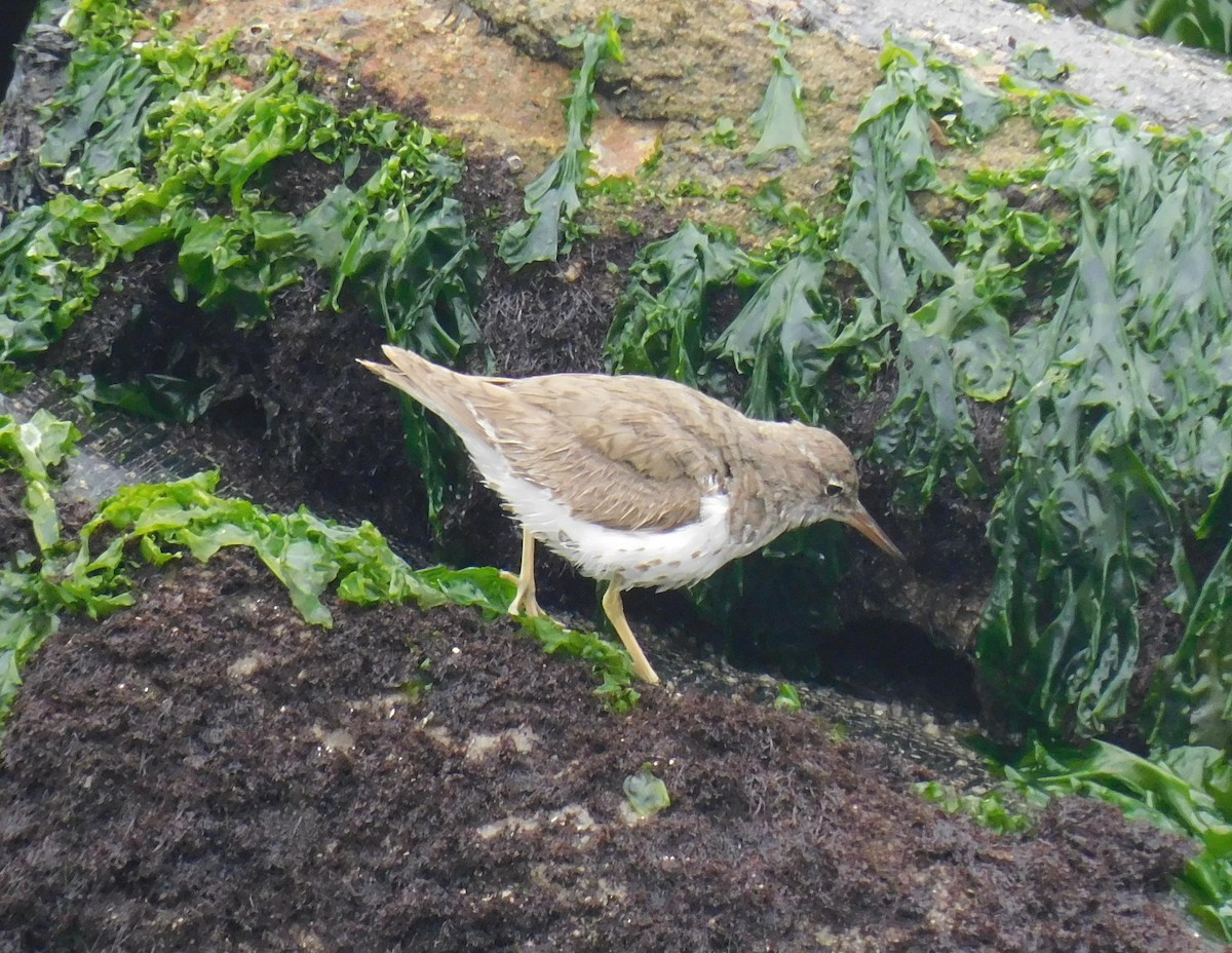 Spotted Sandpiper - ML623268591