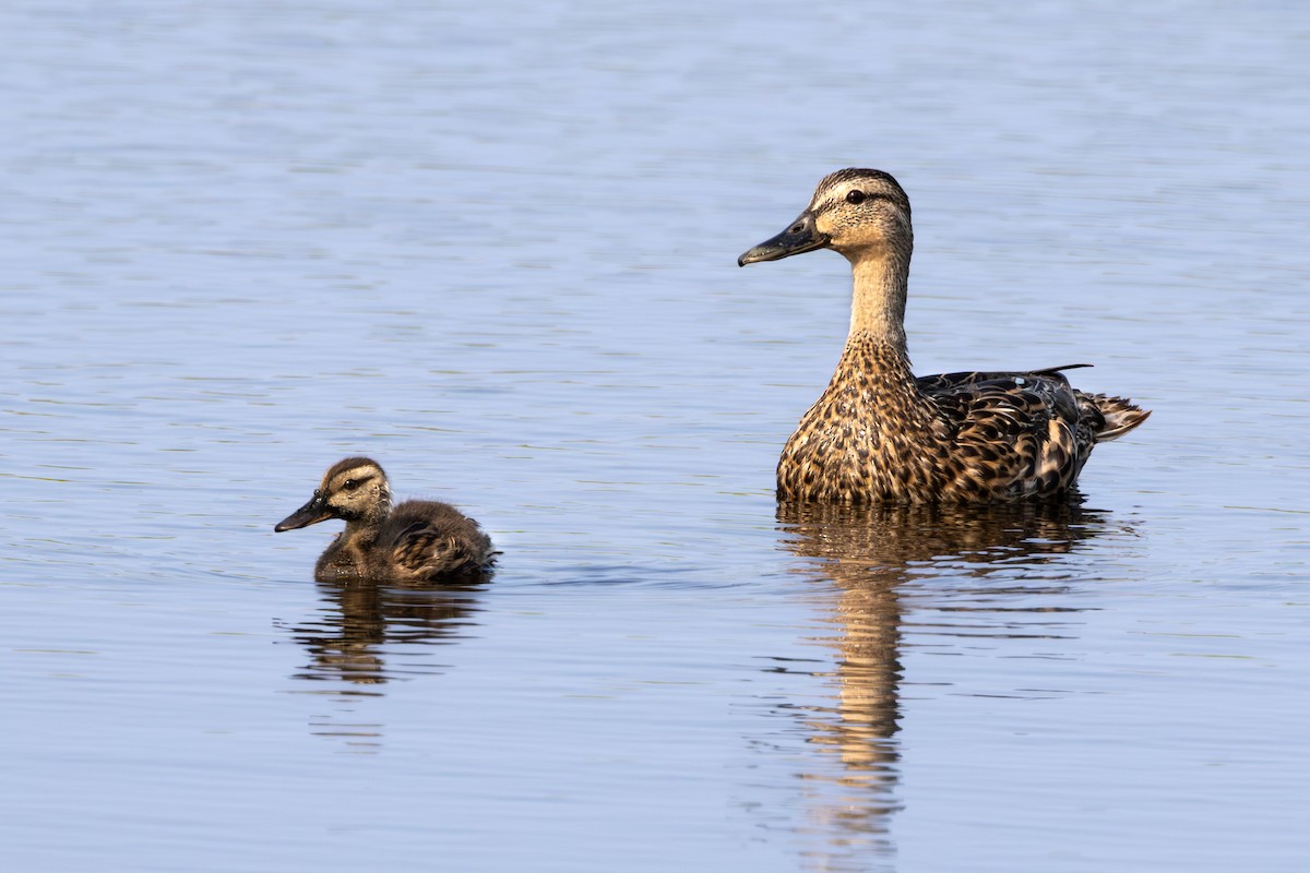 Mallard - ML623268594