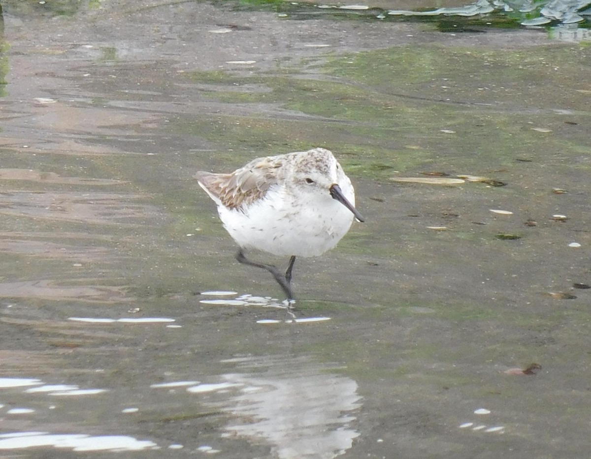 Western Sandpiper - ML623268607