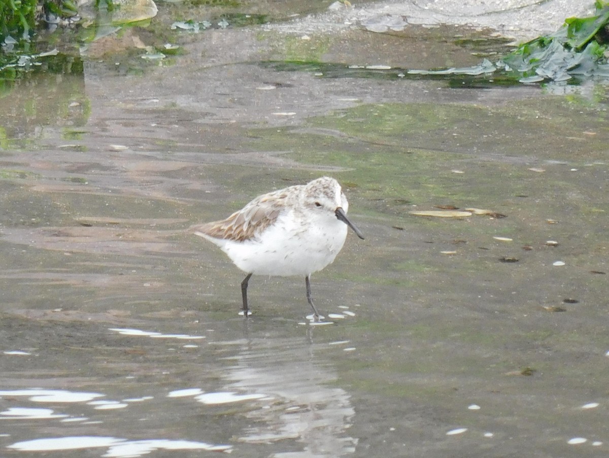 Western Sandpiper - ML623268608