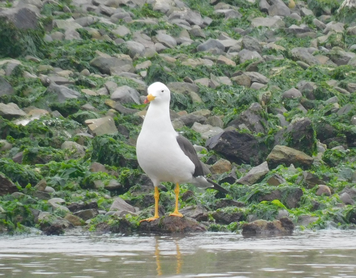 Belcher's Gull - ML623268617