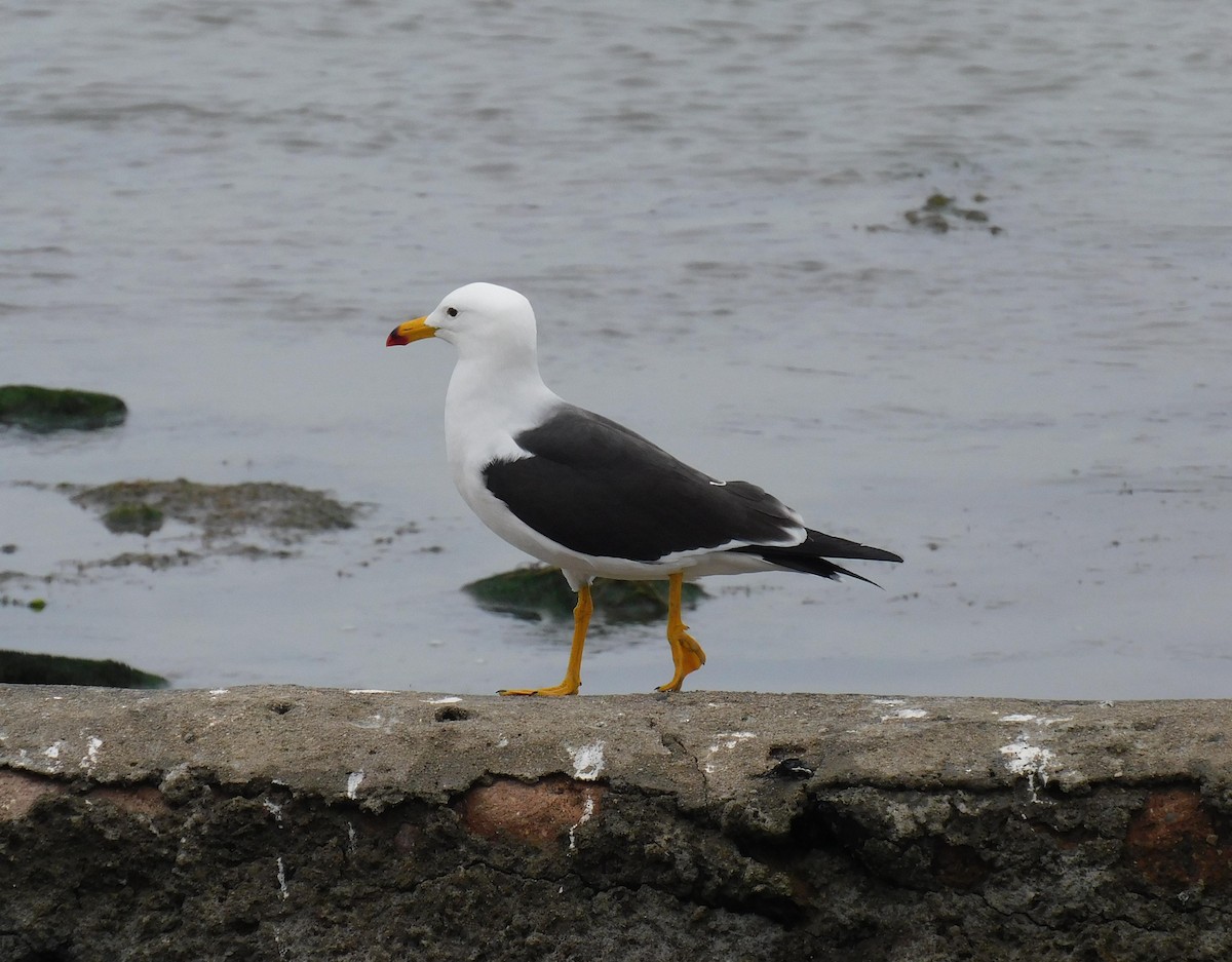 Belcher's Gull - ML623268623