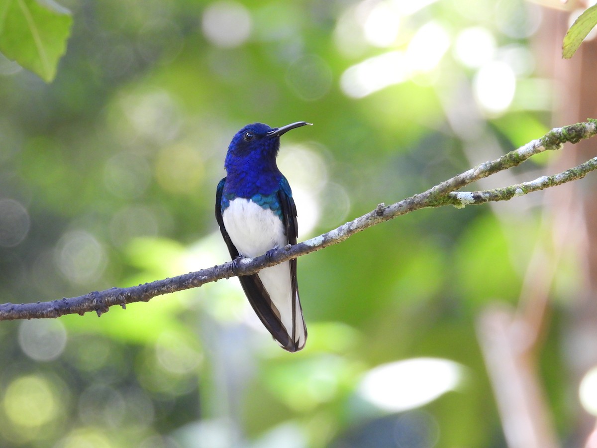 Colibrí Nuquiblanco - ML623268627