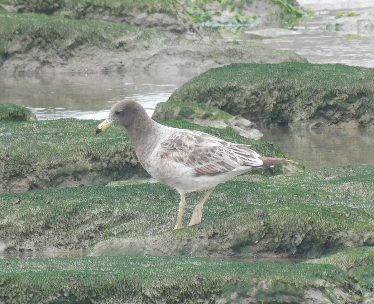 Belcher's Gull - ML623268635