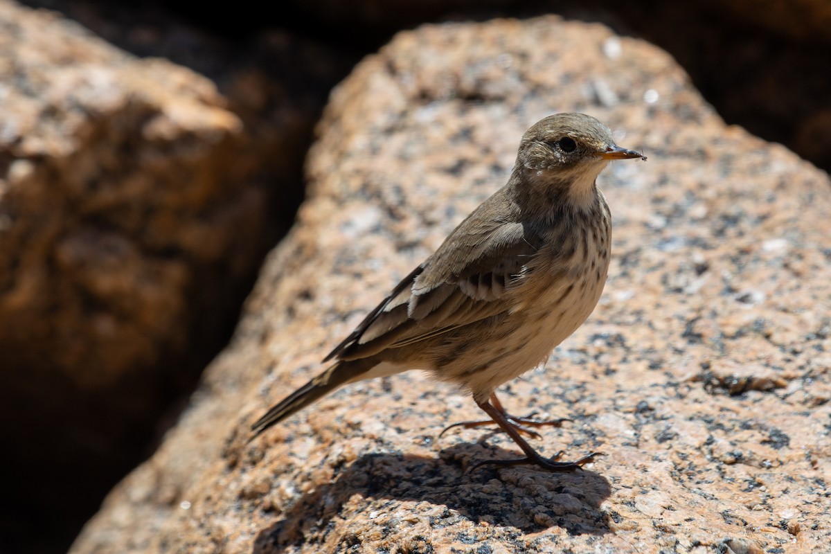 American Pipit - ML623268638