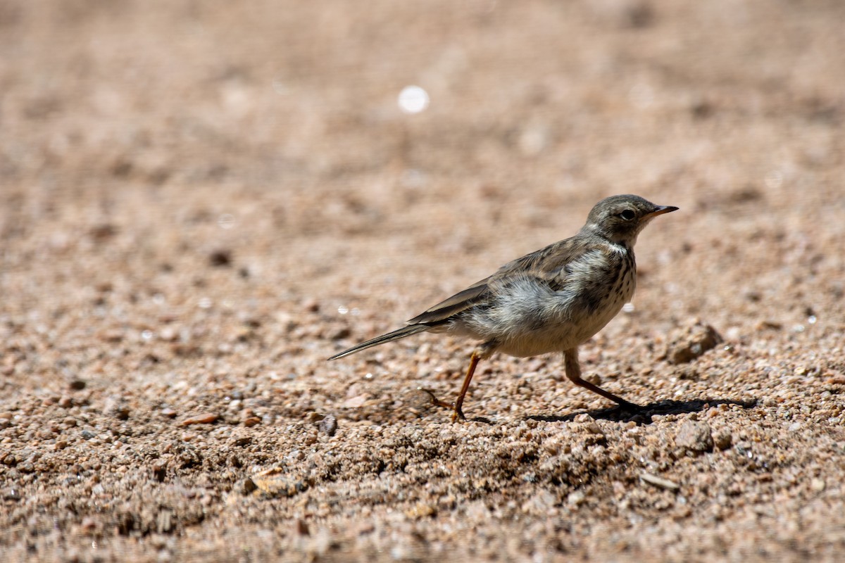 American Pipit - ML623268639