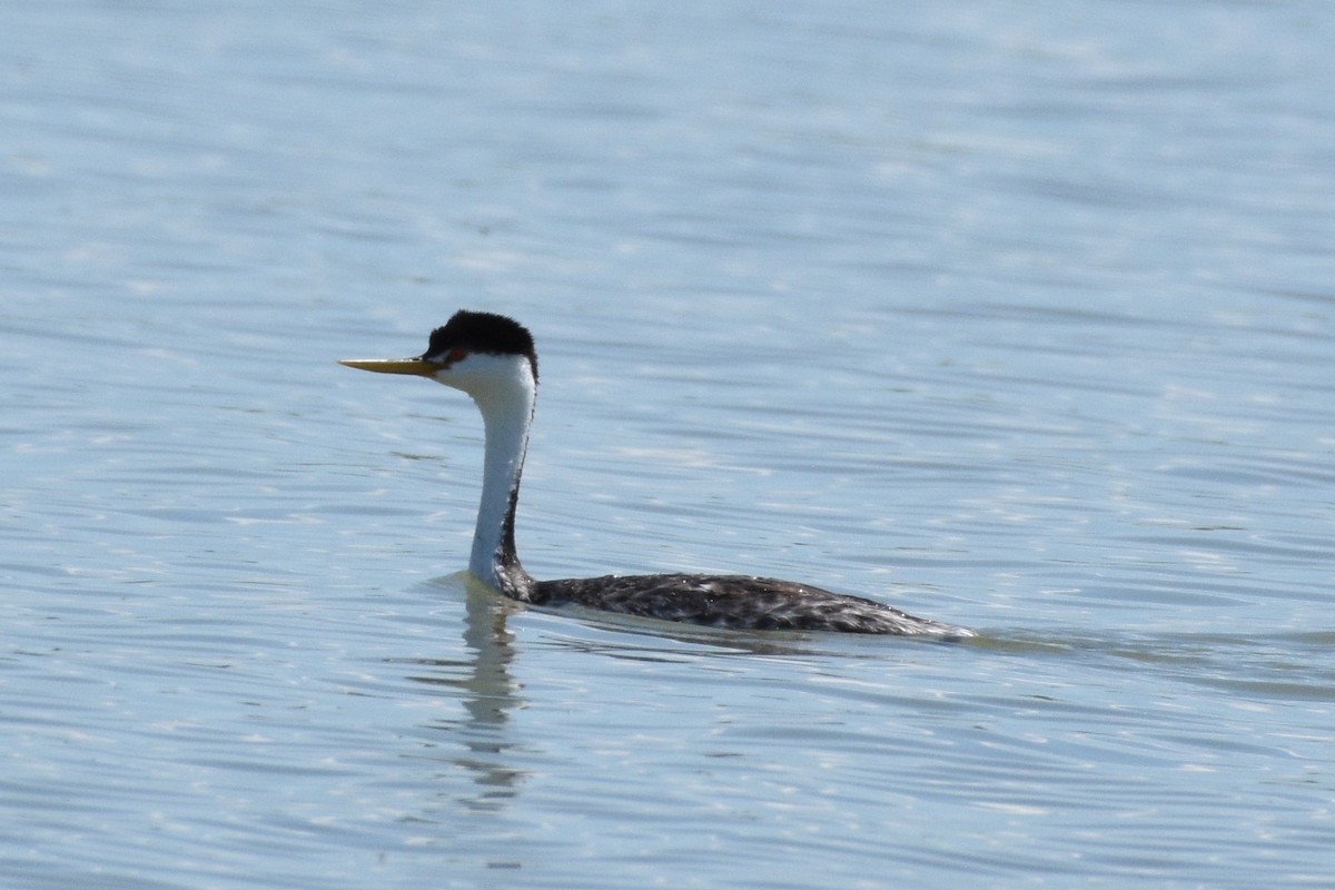 Western/Clark's Grebe - ML623268650