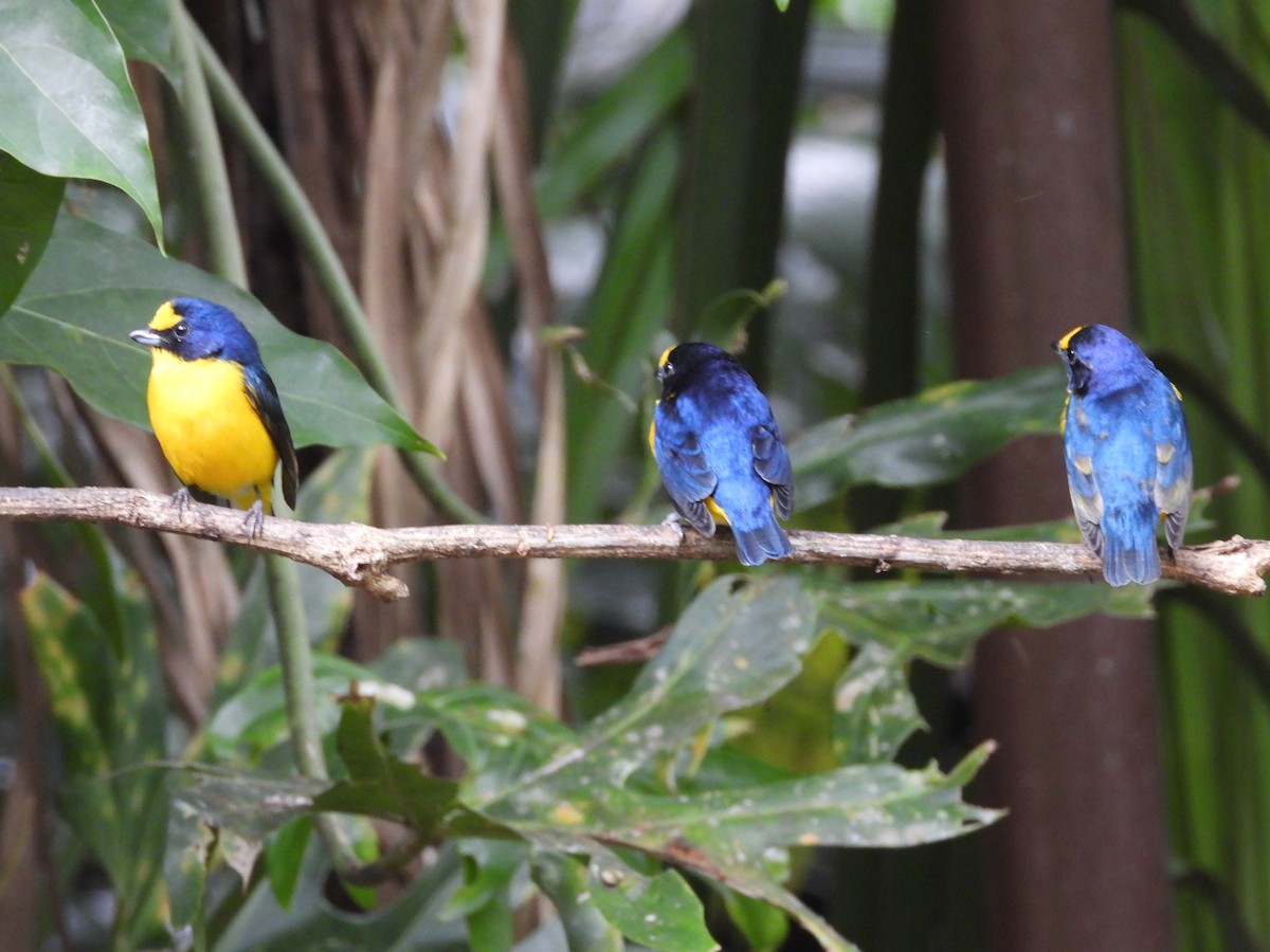 Yellow-throated Euphonia - ML623268686