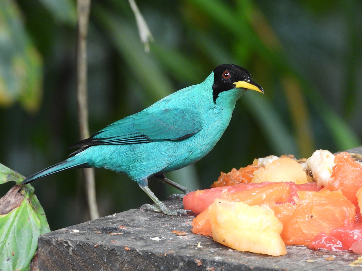 Green Honeycreeper - ML623268804