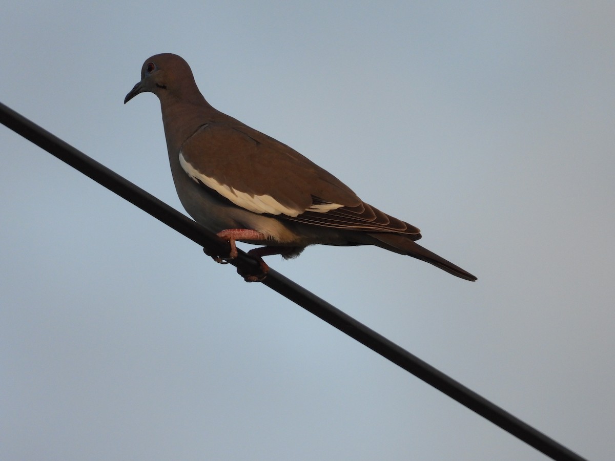 Short-billed Pigeon - ML623268863