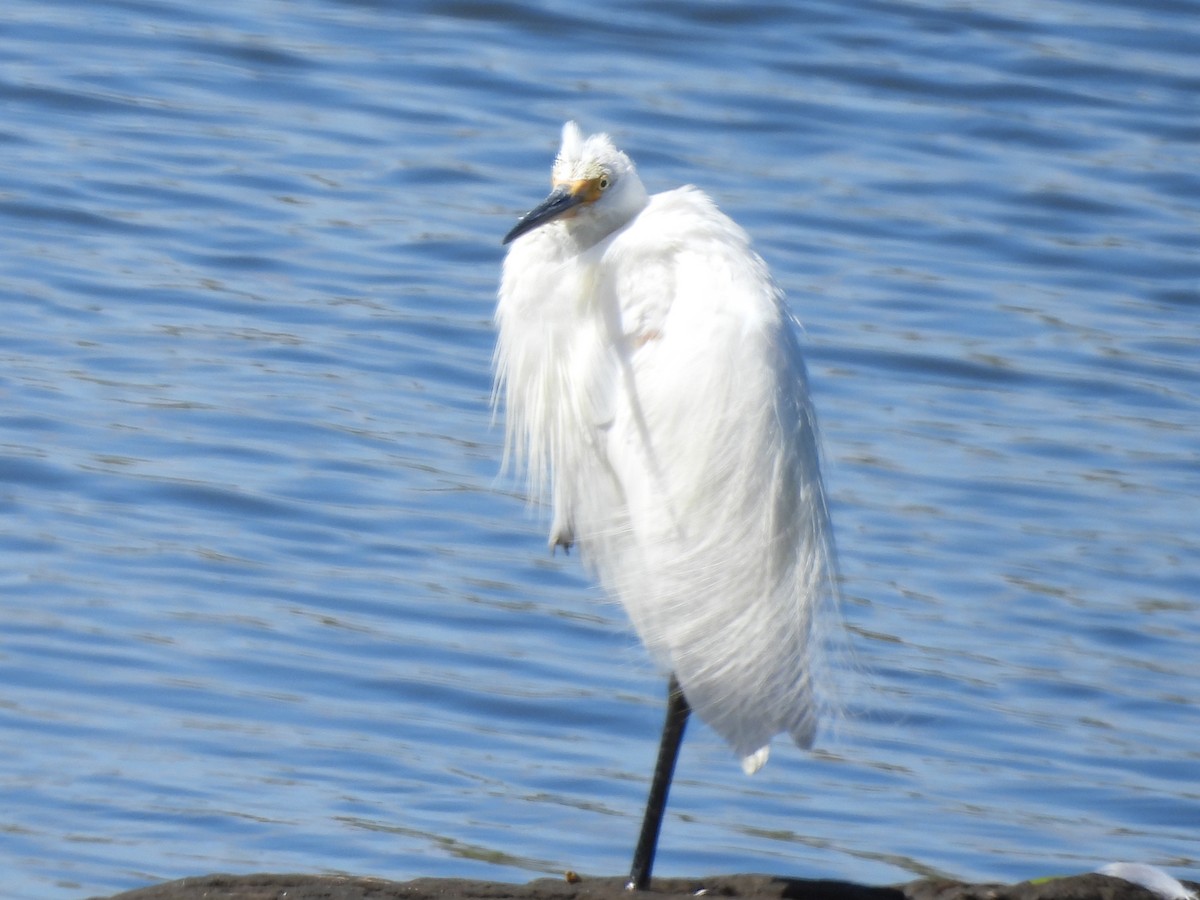 Great Egret - Anonymous