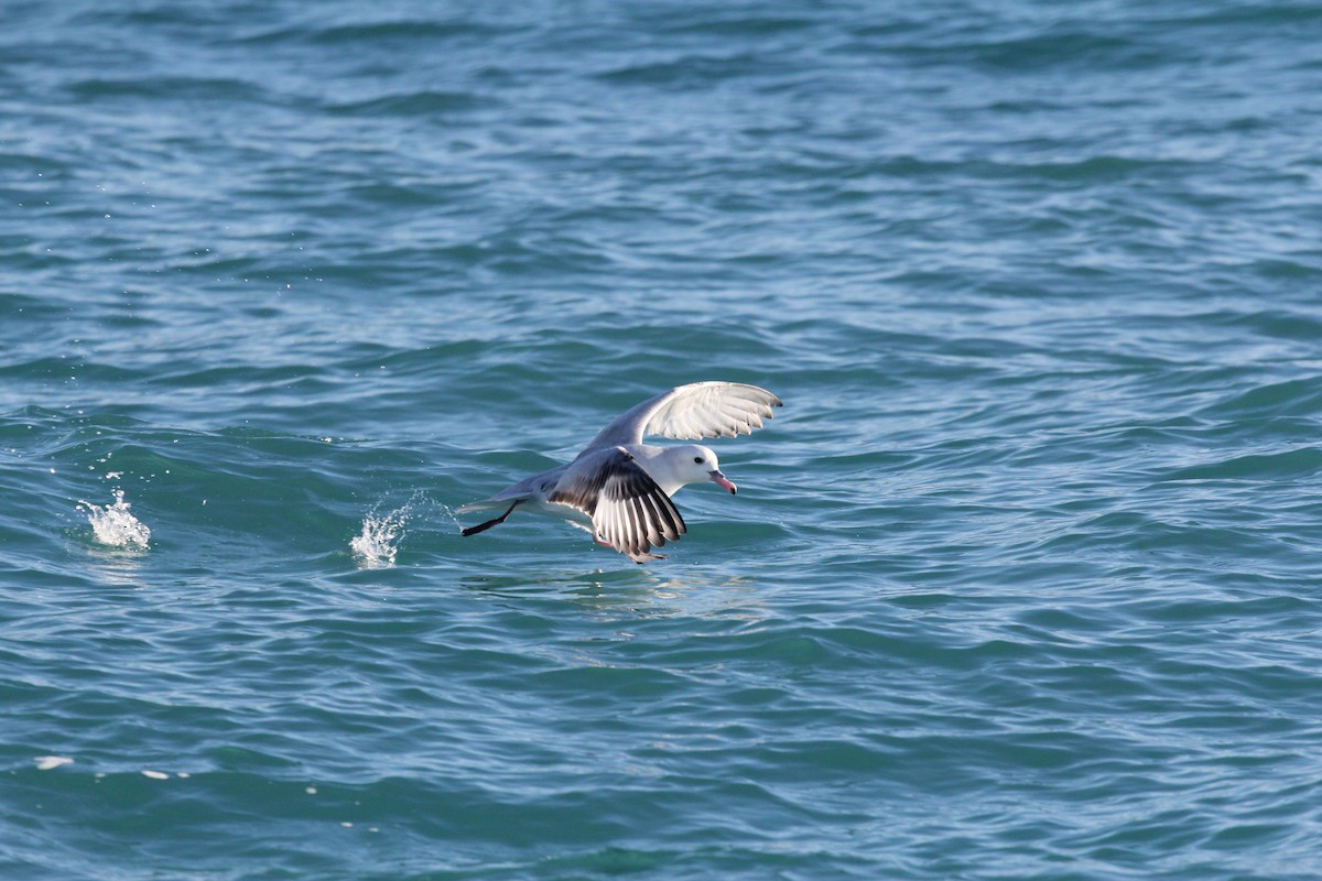 Fulmar argenté - ML623268904