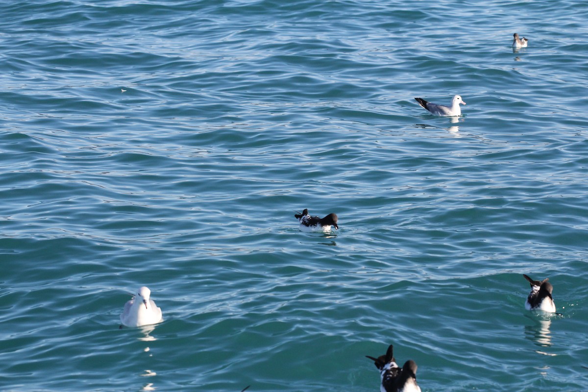 Fulmar argenté - ML623268905