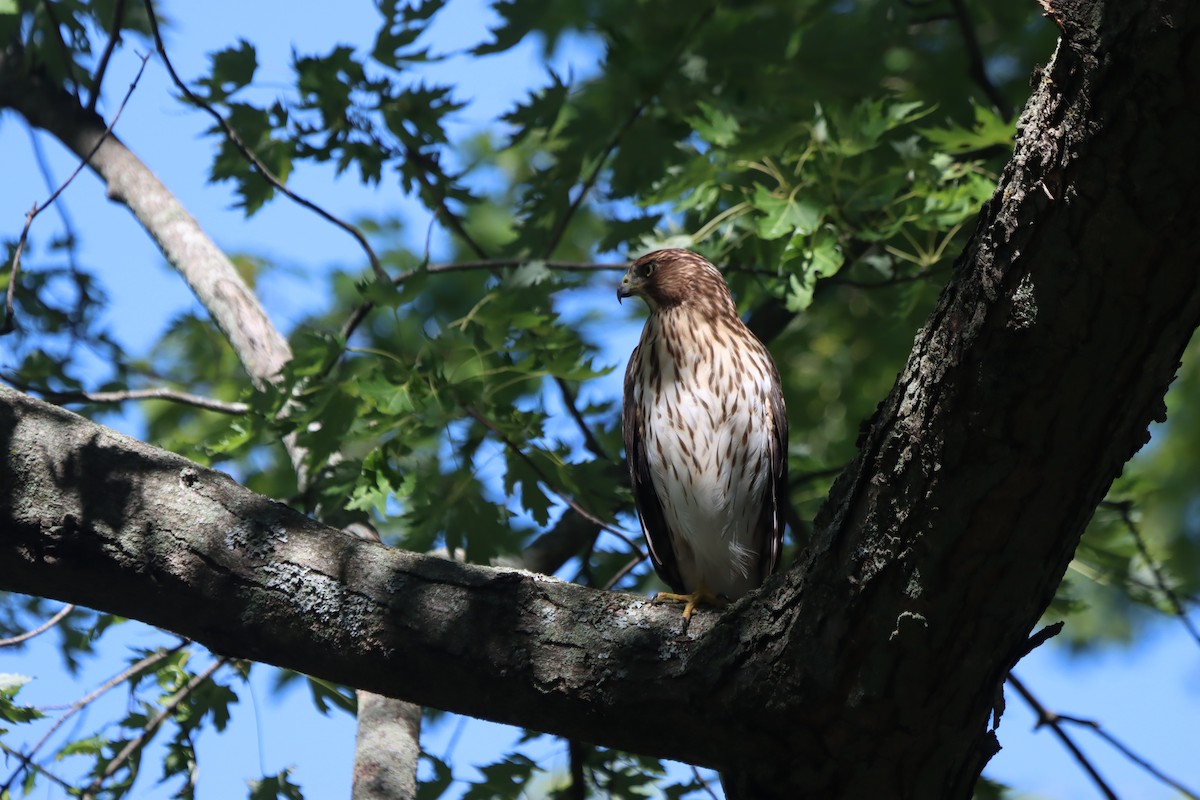 Cooper's Hawk - ML623268914