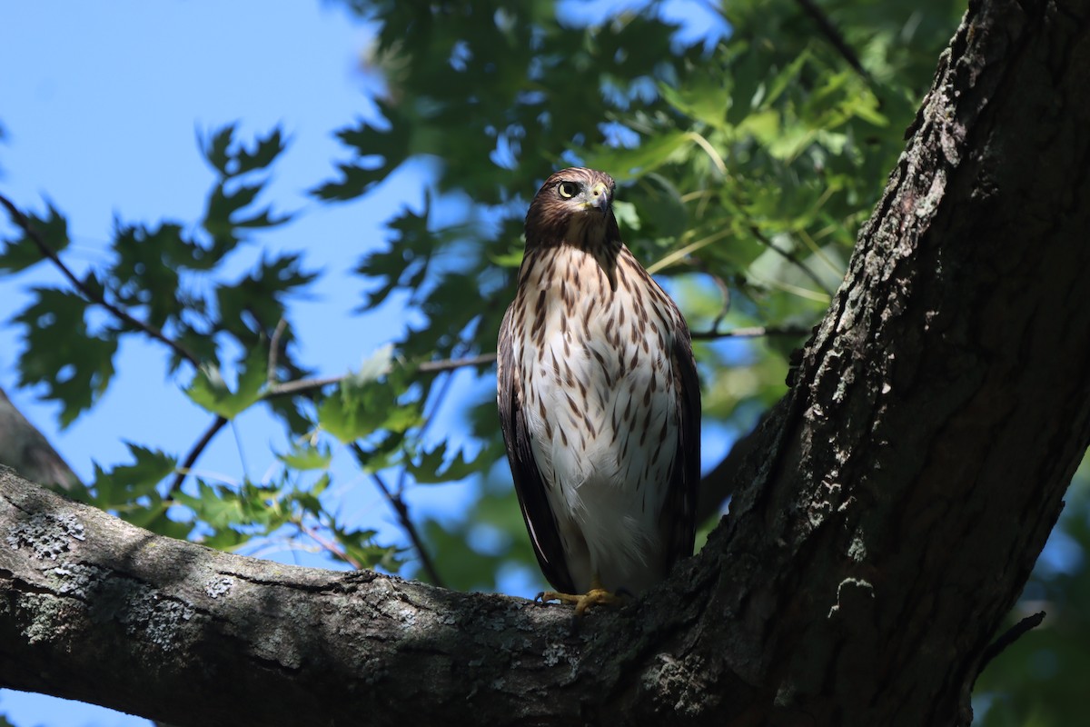 Cooper's Hawk - ML623268931