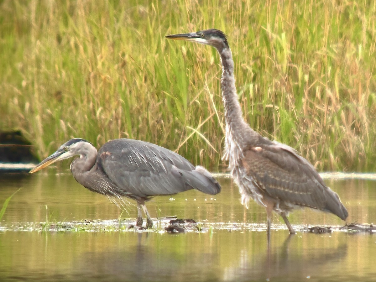 Great Blue Heron - ML623268933