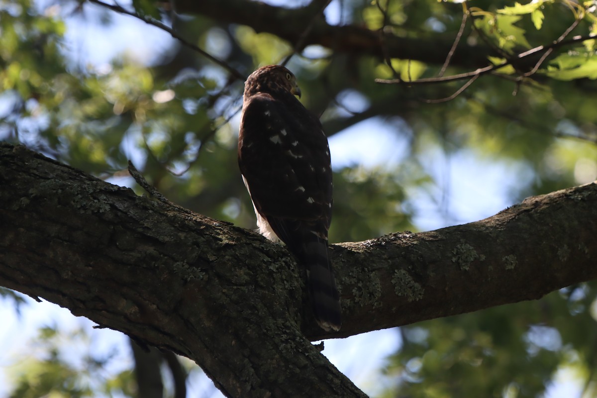 Cooper's Hawk - ML623268950