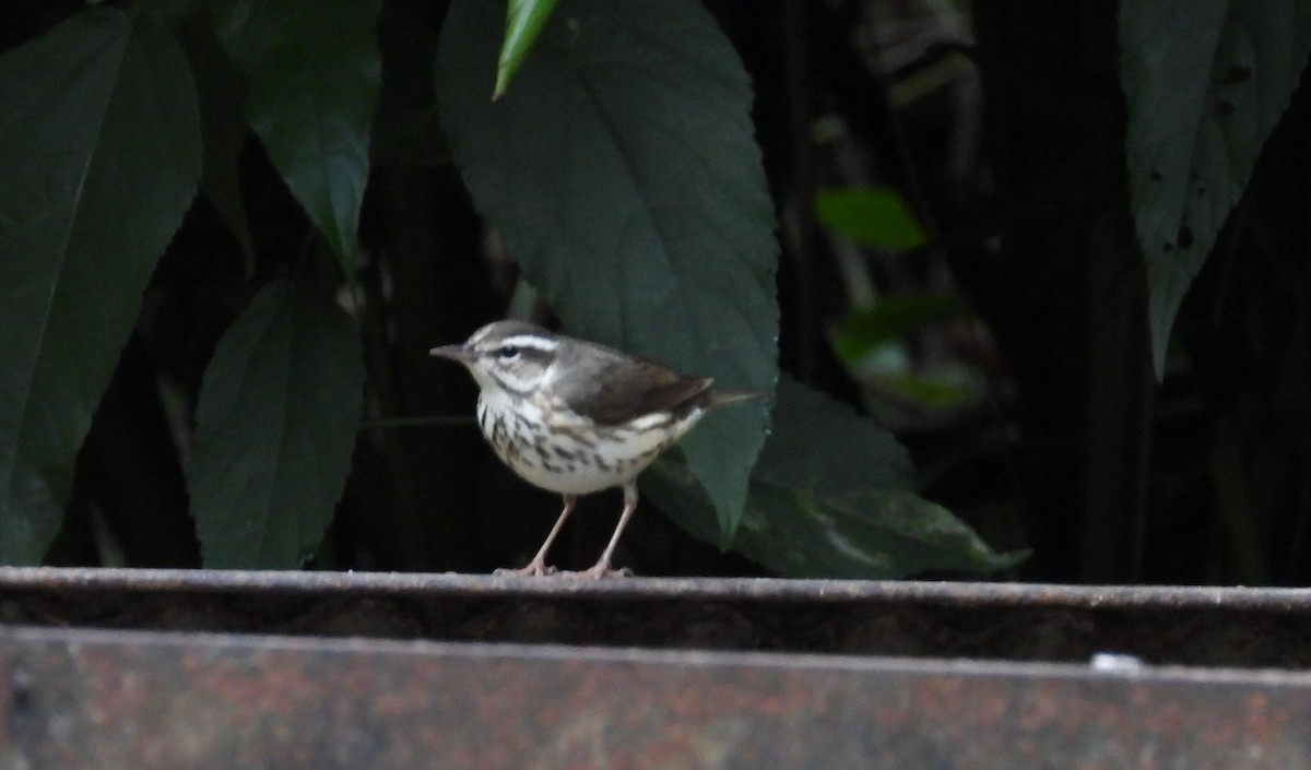 Black-and-white Warbler - ML623268998