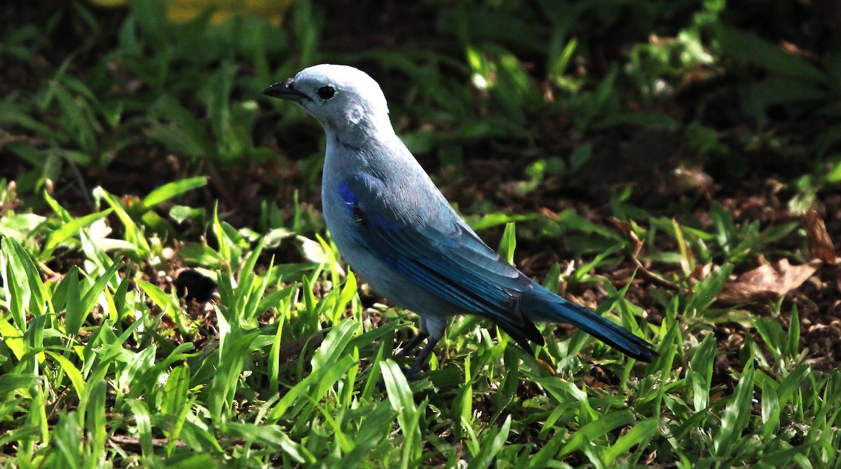 Blue-gray Tanager - ML623269045