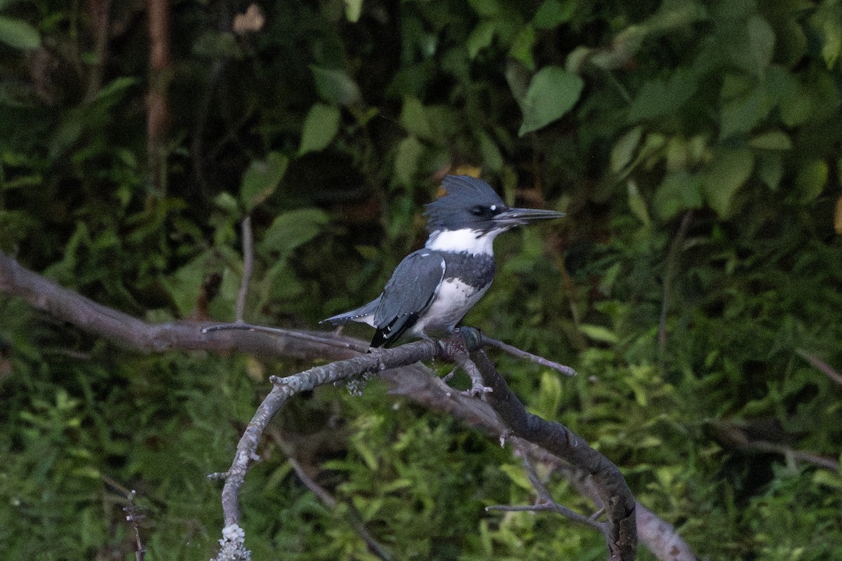 Belted Kingfisher - ML623269047