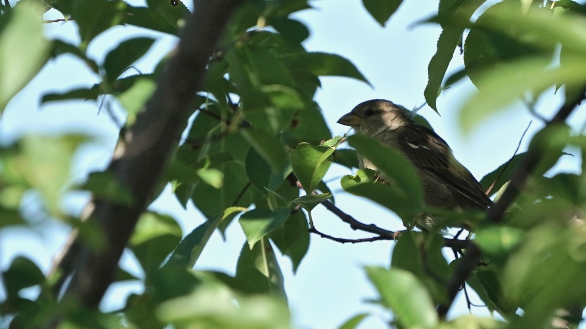 House Sparrow - ML623269049