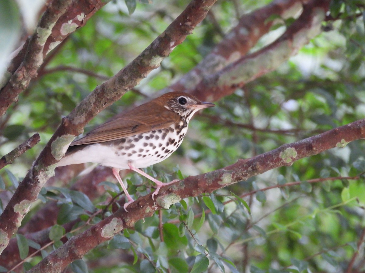 Wood Thrush - Ellen Murphy