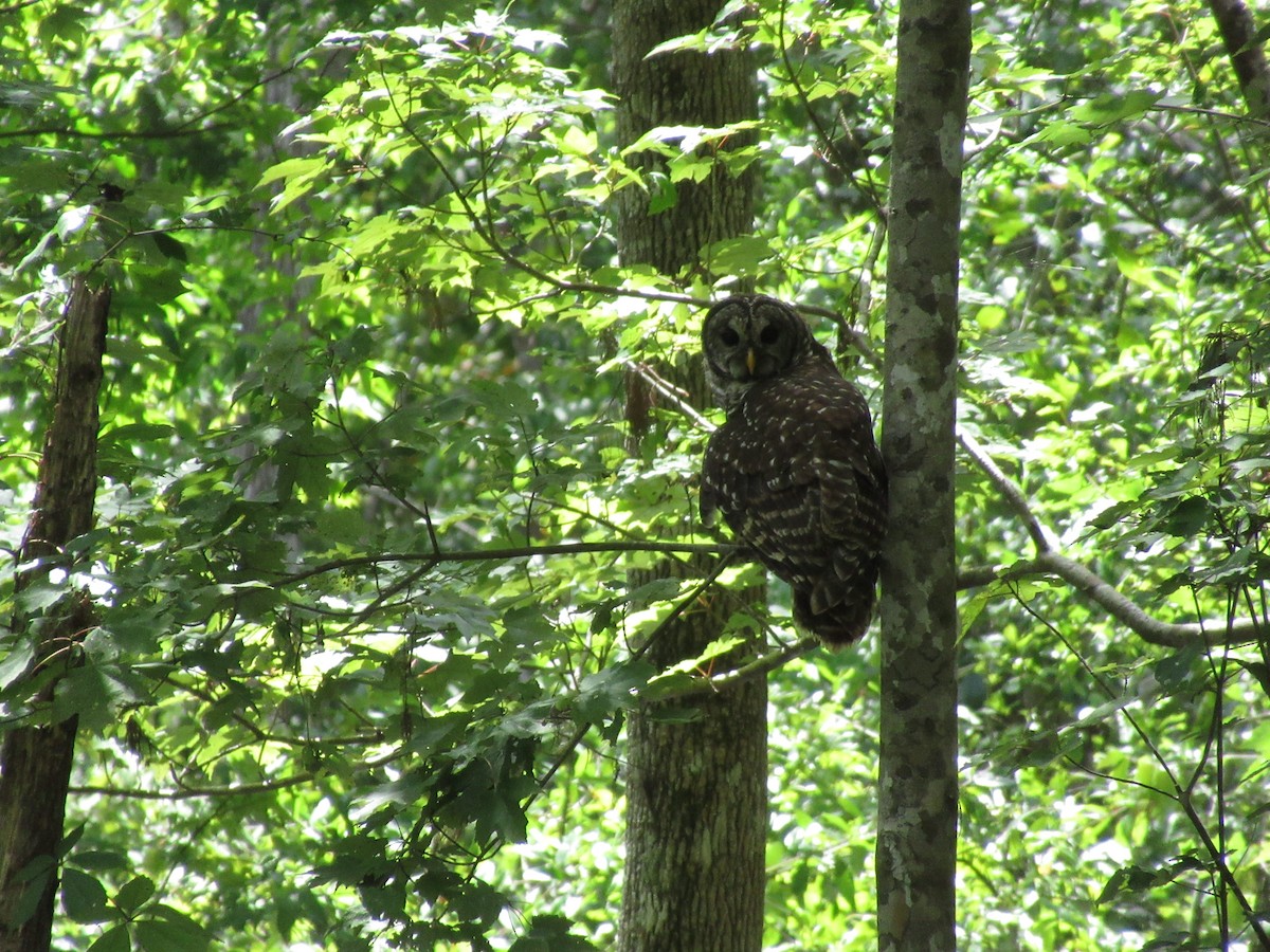 Barred Owl - ML623269130