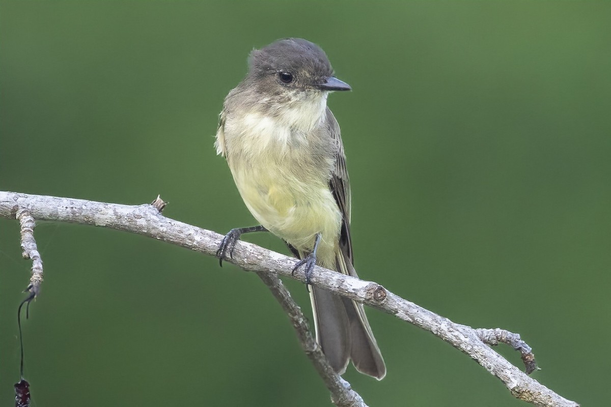 Eastern Phoebe - ML623269135