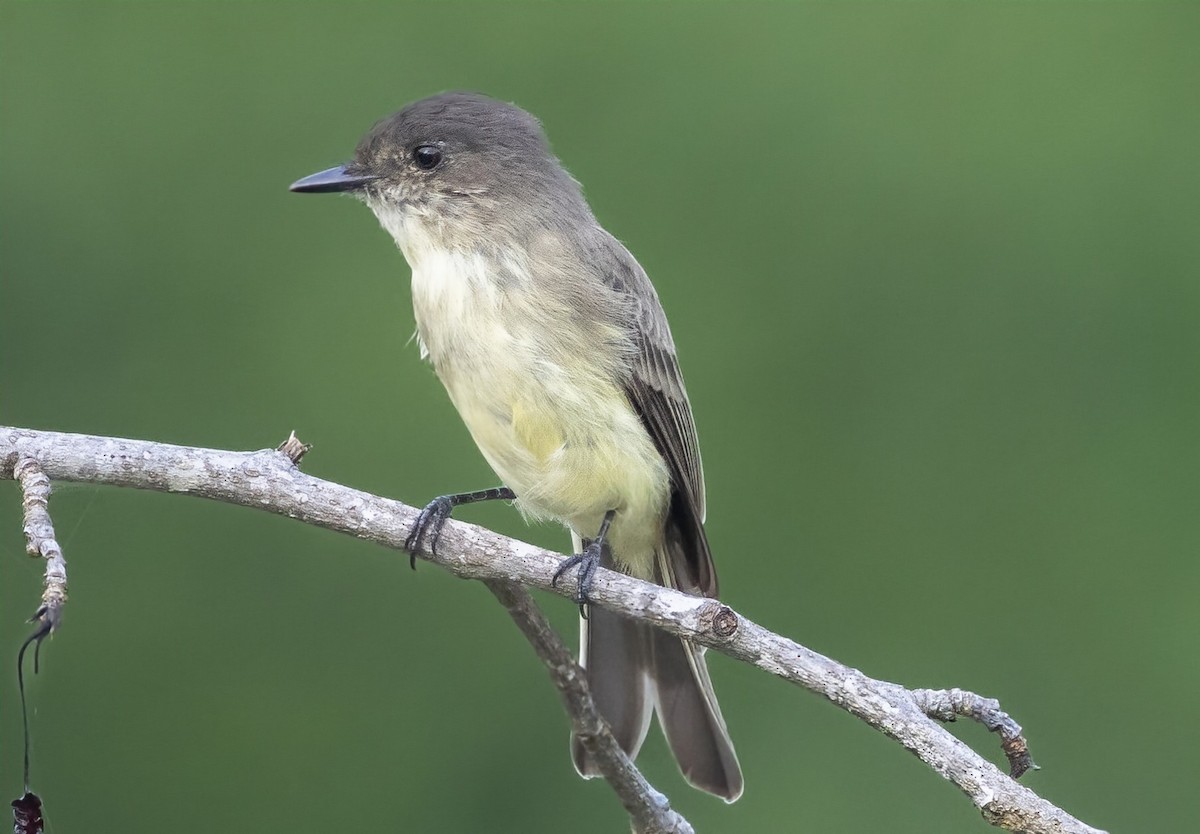 Eastern Phoebe - ML623269137