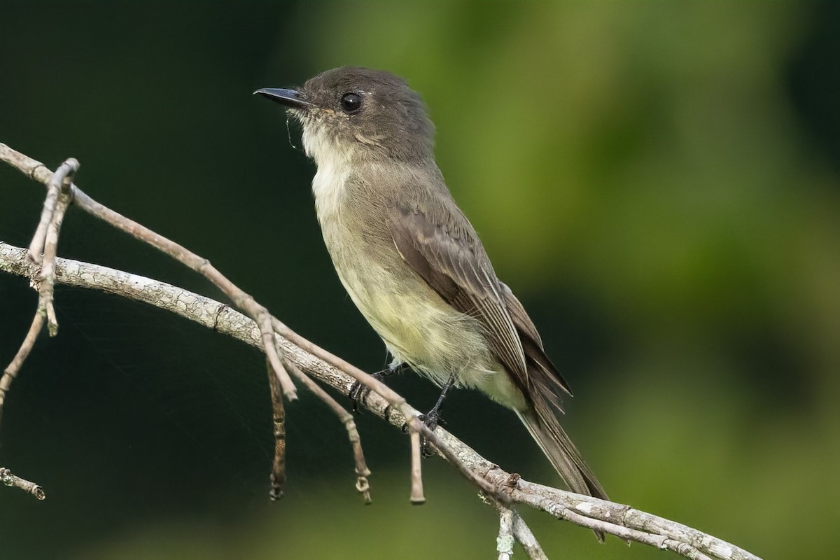 Eastern Phoebe - ML623269138