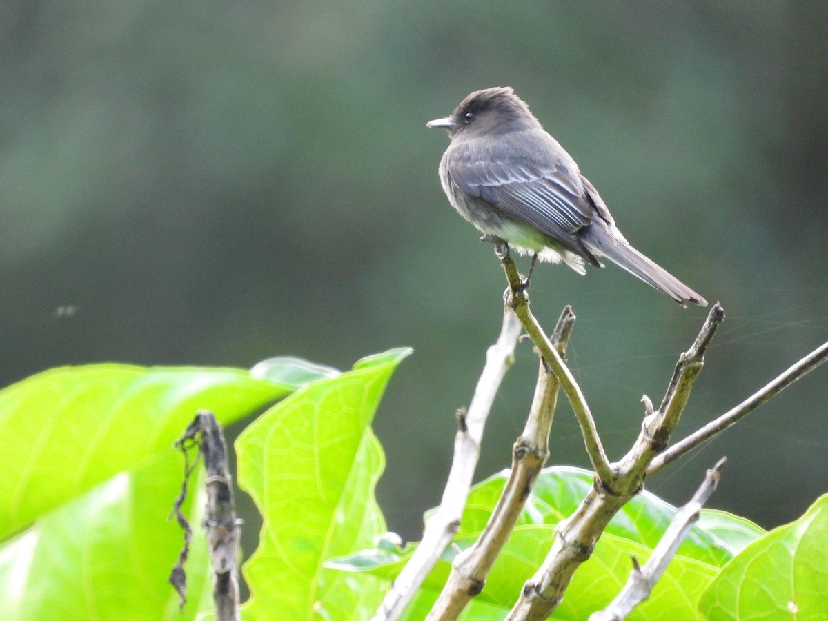 Black Phoebe - ML623269145