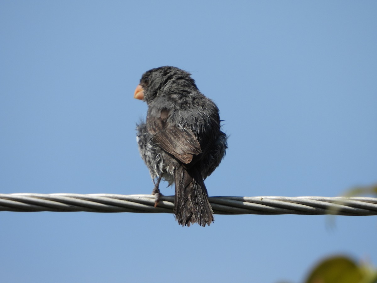 Gray Seedeater - ML623269151