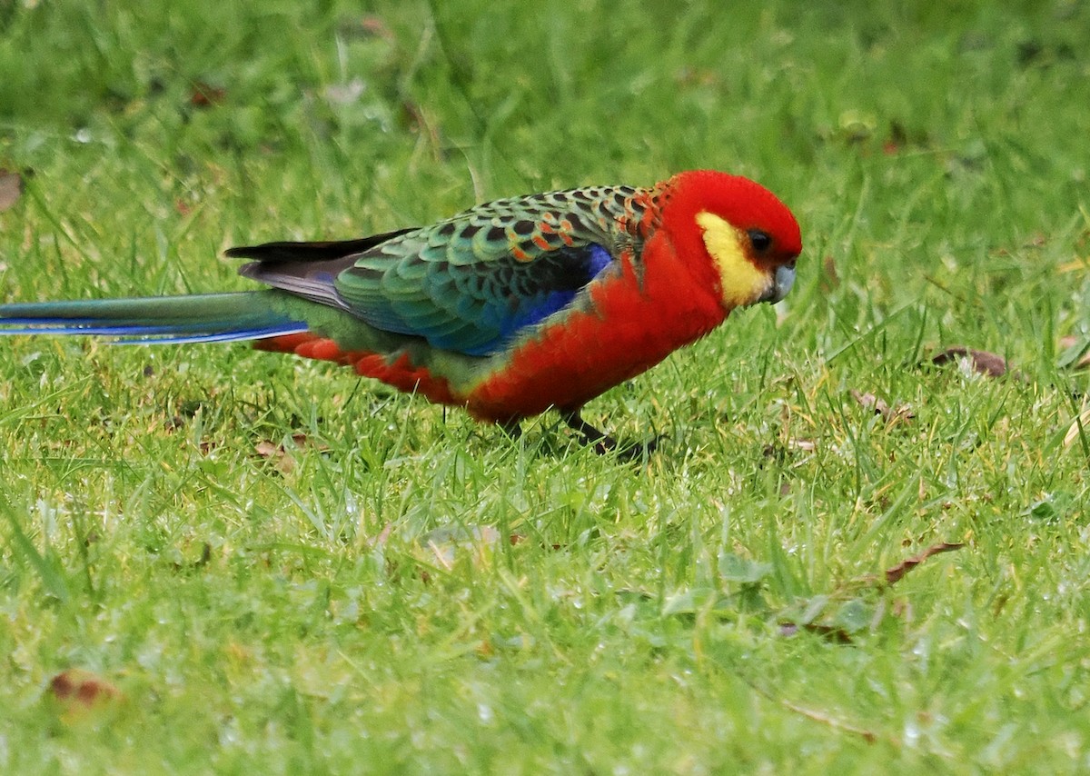 Western Rosella - Ken Glasson