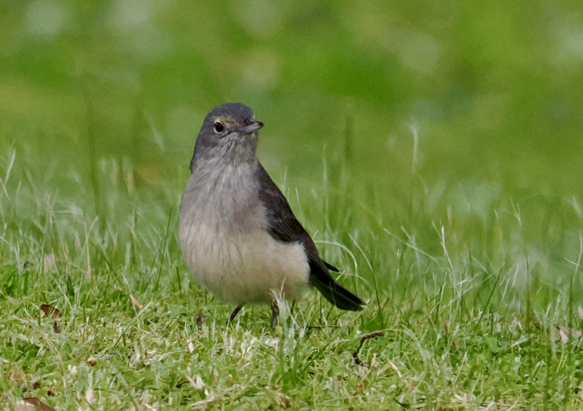 Gray Shrikethrush - ML623269173