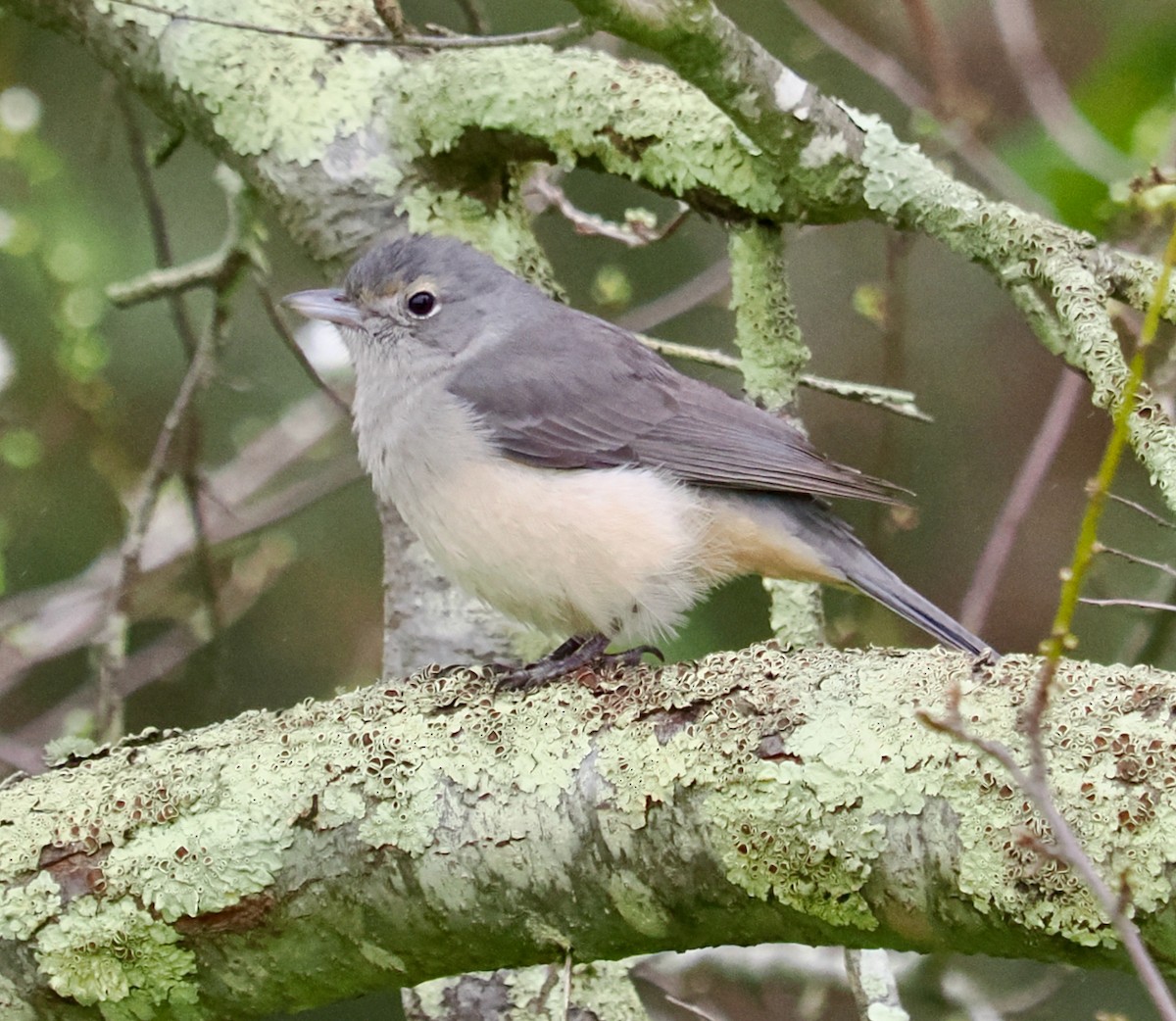 Gray Shrikethrush - Ken Glasson