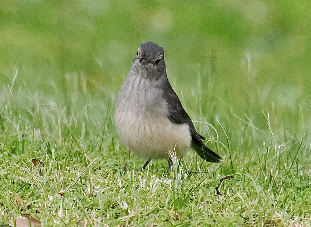 Gray Shrikethrush - ML623269176