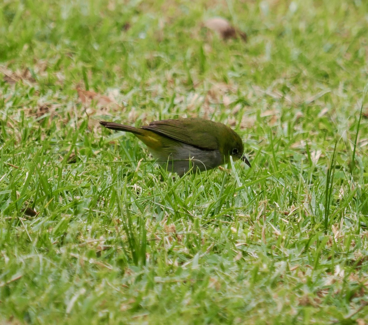 Silvereye - Ken Glasson