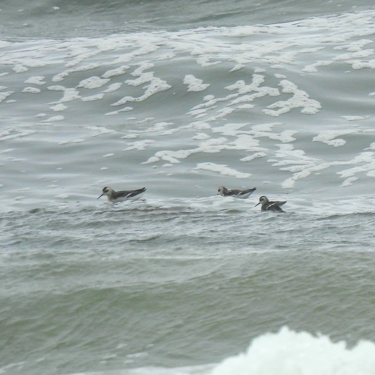 Red-necked Phalarope - ML623269221