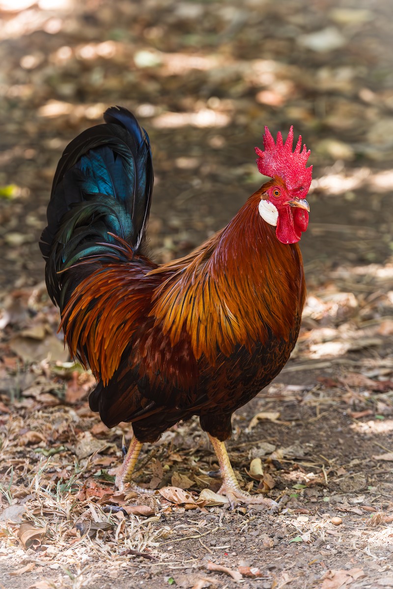 Red Junglefowl - ML623269268