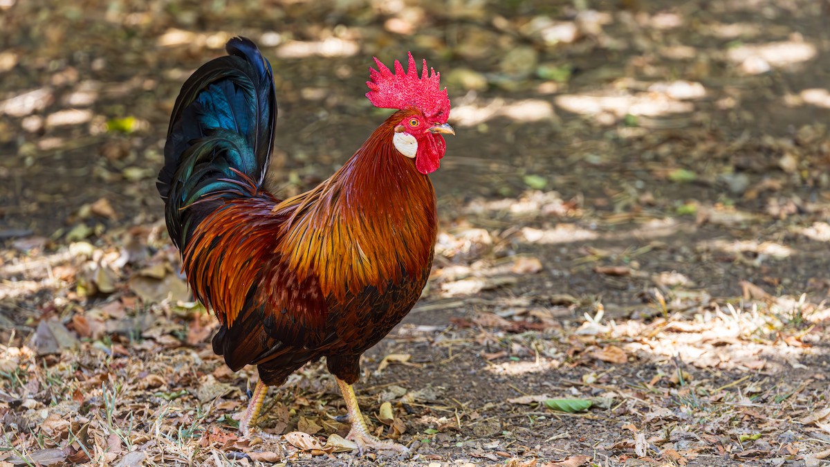 Red Junglefowl - ML623269269