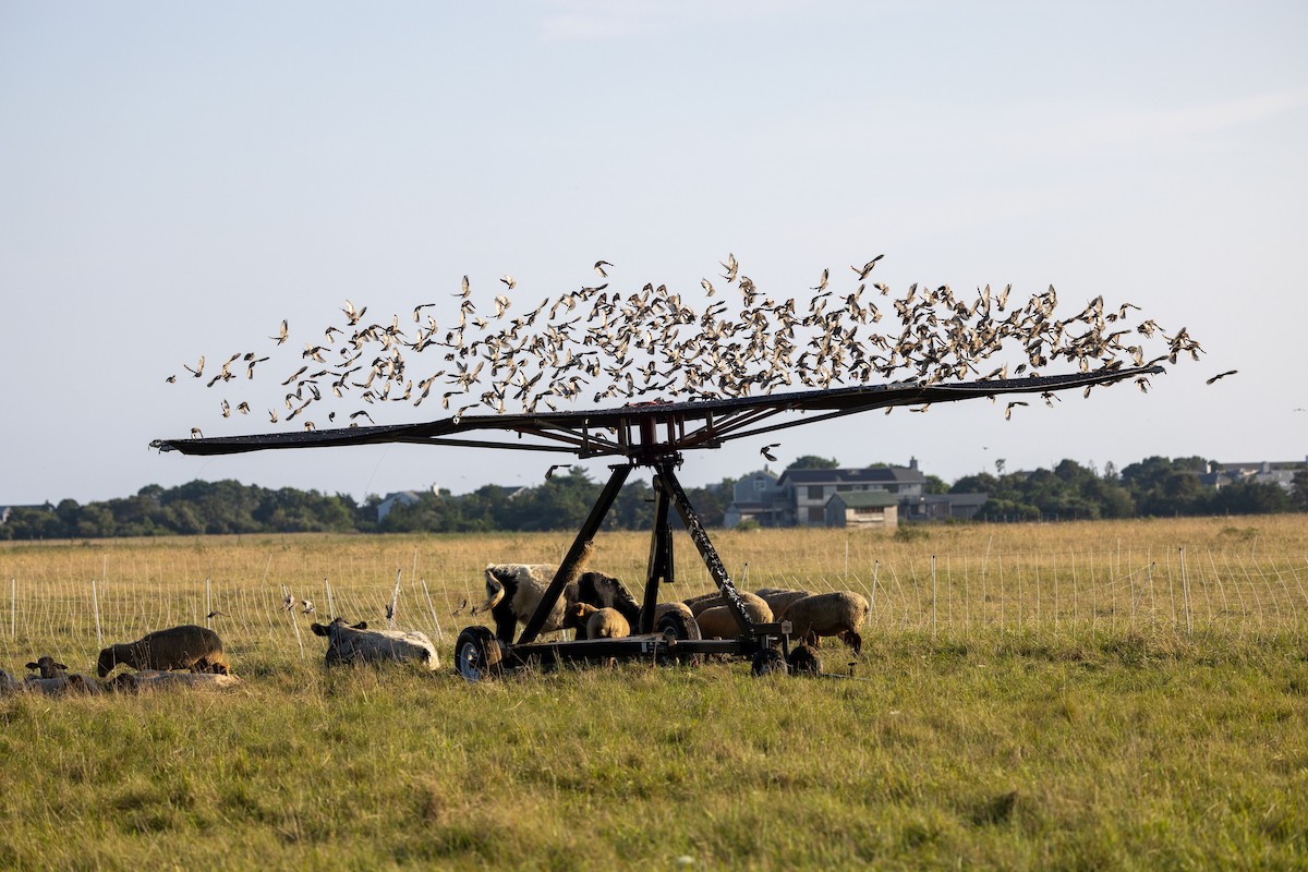 European Starling - Chris Scott